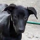 Jackie was adopted in October, 2005